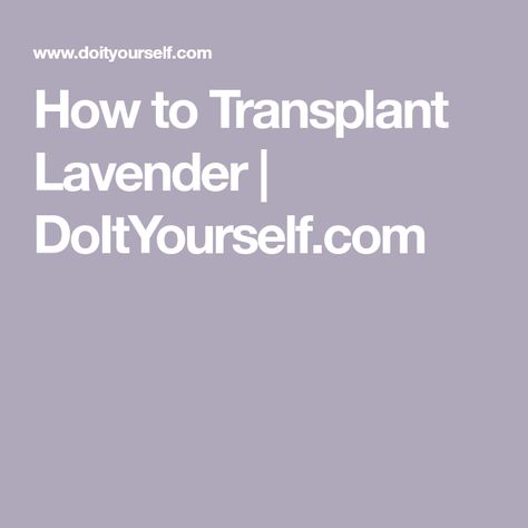 Transplant Lavender Plants, Transplanting Lavender Plants, Lavender Bush, Lavender Plants, Landscape Plants, Lavender Plant, Container Gardens, Replant, Garden Stuff