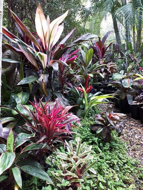 Rainforest Backyard, Modern Tropical Garden, Rental Garden, Hawaii Garden, Fantasy Plant, Tropical Backyard Landscaping, Small Tropical Gardens, Balinese Garden, Tropical Landscape Design