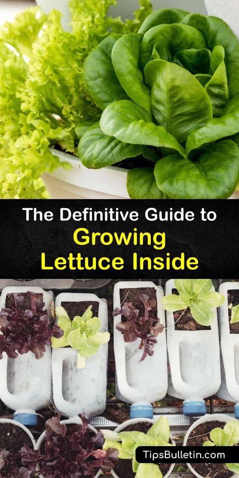 Learn how to plant lettuce seeds in potting soil at home to grow your own lettuce plants indoors on a windowsill. Whether your favorite lettuce varieties are romaine, butterhead or iceberg, discover how to water and prevent the outer leaves bolting for a tasty harvest. #grow #lettuce #indoors Planting Lettuce From Seed, Regrow Romaine Lettuce In Water, How To Grow Lettuce Indoors, How To Grow Plants In Water, Planting Lettuce In Containers, How To Plant Lettuce, Planting Lettuce Seeds, Garden Preserving, Farming Hacks