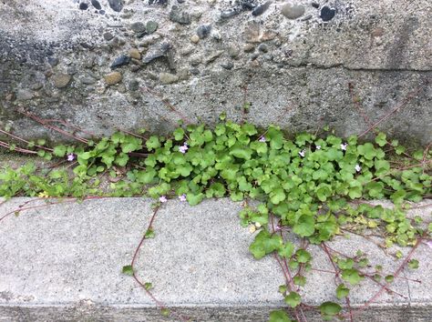 Kenilworth Ivy, Ivy, Grapes, Japan, Plants, Photography