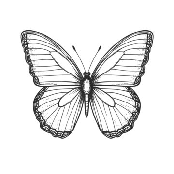 realistic butterfly drawing,realistic butterfly outline,realistic butterfly sketch,realistic butterfly coloring page,realistic butterfly outline art,realistic butterfly coloring book,realistic butterfly black and white,realistic butterfly line art,outline,sketch,line drawing,line art,coloring page,outline art,children s coloring page,thick lines,coloring book,black and white,pollinator,butterfly,insect,arthropod,moths and butterflies,art,gesture,wing,painting,petal Butter Flying Drawing, Realistic Butterfly Drawing, Butter Drawing, Butterfly Coloring Pages Free Printable, Wing Painting, Sketch Realistic, Vector Butterfly, Butterfly Line Art, Wing Drawing