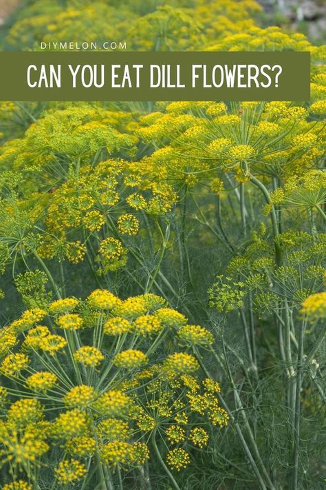 Dill Flowers, How To Grow Dill, Parts Of A Flower, Agriculture Farming, Did You Eat, Veggie Garden, Herb Garden, What You Can Do, Do Anything