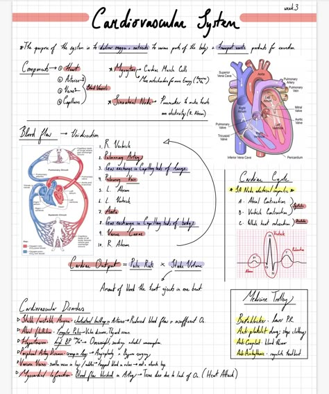 Nursing study notes Heart Nursing Notes, Doctor Notes For School, Mcat Study Notes, College Anatomy And Physiology Notes, Cardiovascular Notes, Study Notes Anatomy, Med Student Notes, Sonography Notes, Sonography Student Study