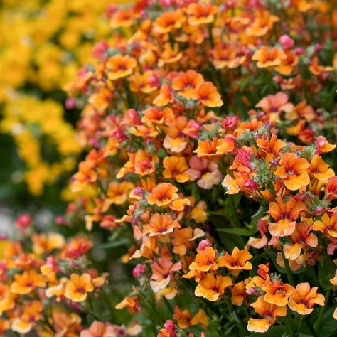 7 Spring Flowers That Will Add Instant Color to Your Garden Nemesia Plant, Nemesia Flowers, Plant Encyclopedia, Creeping Phlox, Lenten Rose, Garden Bugs, Gardening Trends, Have Inspiration, Blooming Plants