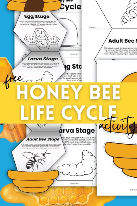 Honey Bee Life Cycle Activity