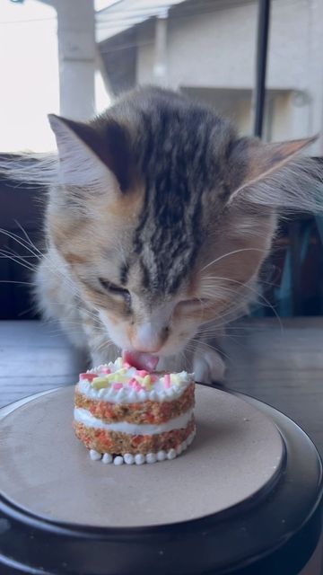 Callie the Cat on Instagram: "✨giiiiirl dinner✨ Spoiling cal today with a cake to celebrate 5000 followers!! (Slight late but better than never). This is a fun treat for special occasions to give your cat! It's not meant for every day but here's how to make it: 1 tbsp ground cat food 2 tbsp chopped salmon 1 tbsp egg Bake at 350 for 15 minutes. I then used lactose free and xylitol free yogurt as the frosting and for between the layers! Followed by some cat-safe sprinkles I made." 5000 Followers, Egg Bake, Cat Cake, Fun Treats, Baked Eggs, Lactose Free, Cat Food, 15 Minutes, Sprinkles