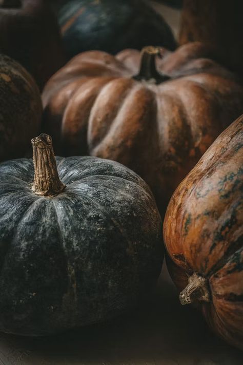 Moody Pumpkins, Image Bleu, Photos Of Nature, Forest Falls, Autumn Witch, Pumpkin Wallpaper, Black Pumpkin, Fruit Wallpaper, Forest Decor