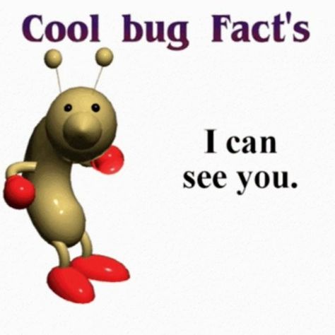 Cool Bug Facts, Bug Facts, Bugs, I Can, Bugs And Insects