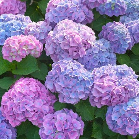 Landscaping Around Trees, Growing Hydrangeas, Hydrangea Garden, Hydrangea Macrophylla, Hydrangea Purple, Nothing But Flowers, Flower Therapy, Hydrangea Flower, Plant Sale