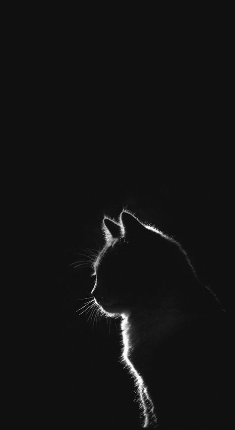 How To Turn Pinterest To Dark Mode, Black Kitten Wallpaper, Cat Dark Wallpaper, Dark Cat Wallpaper, Cat Black Wallpaper, Black And White Cat Wallpaper, Dark Phone Backgrounds, Cat Wallpaper Iphone, Black Cat Wallpaper