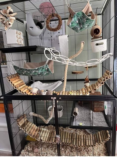 Rat Cages Ideas, Ferret Setup, Rat Cage Decor, Natural Rat Cage Setup, Cute Rat Cage Setup, Rat Cage Ideas, Diy Rat Cage Accessories, Rat Cage Diy, Rat Pet