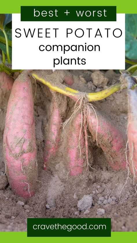 Do you want to grow the most delicious sweet potatoes? Did you know that some plants can help your sweet potato vines thrive while others can stunt their growth and production? Growing certain plants next to each other, you'll increase yield and protect against pests and disease without using chemicals or pesticides. Click to read our list of companion plants (and plants to avoid) that will help your sweet potato vines produce more tubers than ever before! | cravethegood.com Sweet Potato Plant Vine, Sweet Potato Vines, Potato Companion Plants, Nitrogen Fixing Plants, Best Companion Plants, Companion Planting Guide, Potato Gardening, Sweet Potato Plant, Growing Sweet Potatoes