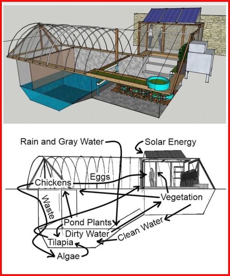 Chickens For Eggs, Aquaponics Greenhouse, Tilapia Fish, Casa Hobbit, Aquaponics Diy, Aquaponic Gardening, Pond Plants, Aquaponics System, Fish Farming