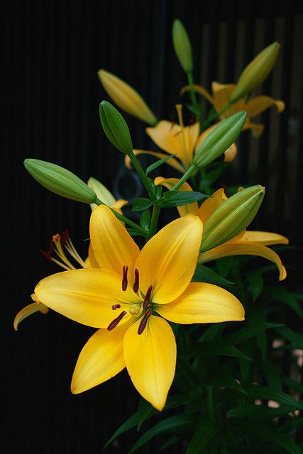 Yellow lily http://flowersgifts.labellabaskets.com faragmoghaddassi@yahoo.com Flower Gardens, Web Images, 수채화 그림, Language Of Flowers, Tiger Lily, Little Flowers, Exotic Flowers, Lily Flower, Flower Pictures