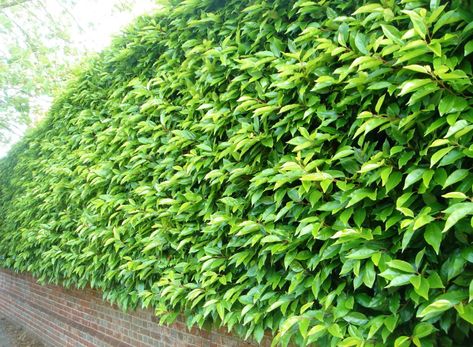 Buy Portuguese Laurel Hedging | Portugal Laurel Hedge Plants | Prunus Lusitanica Front Garden Hedge, Bay Leaves Uses, Fence Front Yard, Portuguese Laurel, Roof Terrace Ideas, Hedge Fence, Laurel Hedge, Fast Growing Evergreens, Japanese Garden Ideas