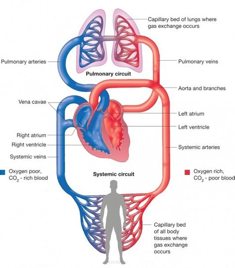 Schematic Diagram Of Blood Circulation In Human Body Heart Blood Flow, Human Circulatory System, Struktur Teks, Heart Diagram, Body Diagram, Heart Anatomy, Cardiac Nursing, Human Body Anatomy, Human Body Systems