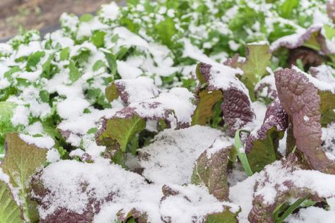 5 Cold-Hardy Lettuce Varieties to Grow This Winter Lettuce Types, Planting Lettuce, Asian Greens, Types Of Lettuce, Cabbage Worms, Chinese Vegetables, Growing Lettuce, Plant Help, Organic Mulch