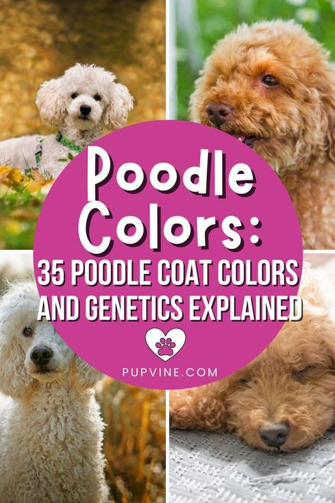 How many Poodle colors are there? These doggies come in all sorts of coat colors – we have counted 35! – so let's learn more about them! Standard Poodle Colors, Standard Poodle Haircut Styles Winter, Poodle Cuts Pet Grooming, Miniature Poodle Cuts, Mini Poodle Haircut Styles, Standard Poodle Puppy Cut, Standard Poodle Haircut Styles, Toy Poodle Puppy Cut, Miniature Poodle Haircuts