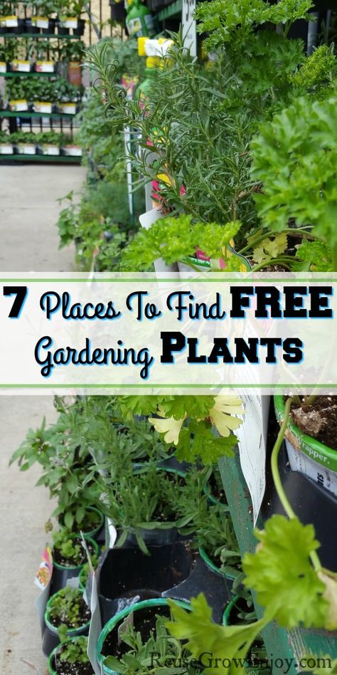 Did yolu know there are 7 different places you can get free plants? I will share tips on where to find them. Suburban Homesteading, Cheap Plants, Garden Growing, Full Sun Plants, Thrifty Living, Plant Projects, Gardening Plants, Garden Help, Diy Gardening