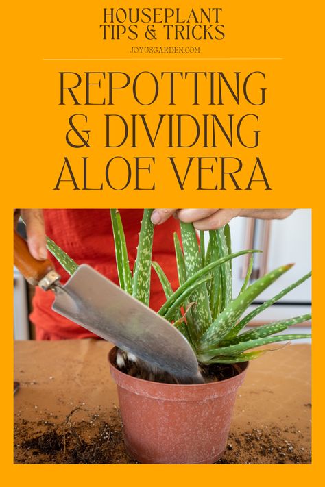 Is your Aloe vera outgrowing its current pot? In this step-by-step Aloe vera plant repotting guide, we'll walk you through choosing a pot, the soil mix to use, the steps to take, & the aftercare. Learn all about Aloe vera potting mix, Aloe vera soil, how to divide Aloe vera, how to replant Aloe vera, how to transplant Aloe vera, replanting Aloe vera, how to repot an Aloe plant, repot Aloe vera, repotting Aloe, & repotting Aloe vera. Aloe vera is a useful & popular succulent houseplant! How To Repot Aloe Vera Plant, When To Repot Aloe Vera Plant, Repot Aloe Vera Plant, Repotting Aloe Vera Plant, Soil For Aloe Vera Plant, How To Trim Aloe Vera Plant, Transplanting Aloe Vera Plant, How To Separate Aloe Vera Plants, Aloe Vera Indoor