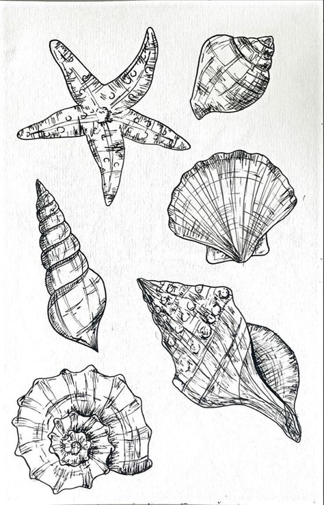 Gcse Art Sketchbook Shells, Shell Ink Drawing, Sea Ink Drawing, Gcse Art Sketchbook Under The Sea, Ocean Themed Sketches, Beachy Sketch, Shells Doodle, Seabed Drawing, How To Draw A Shell