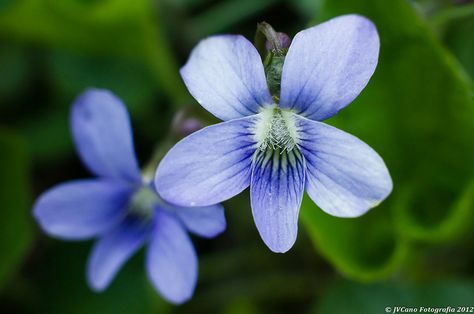 Wisconsin state flower - Wood Violet Blue Violets Flowers, Wood Violet Tattoo, Wisconsin State Flower, Blue Violet Flower, Wood Violet, Violet Tattoo, State Flowers, Flower Sleeve, Wisconsin State