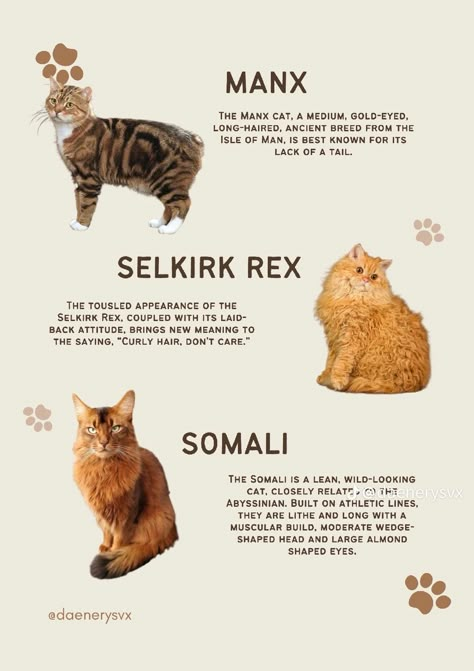 Cool Cat Breeds, Bsh Cat, Selkirk Rex Cat, Cat Types, Types Of Cats Breeds, All Cat Breeds, Manx Cat, Lion Cat, Cat Species