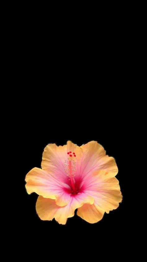 Hibiscus Flower Wallpaper Aesthetic, Flower Lockscreen, Black Flowers Wallpaper, Flowers Black Background, Flower Background Iphone, Arte Van Gogh, Flower Icons, Flower Wallpapers, Flower Iphone Wallpaper