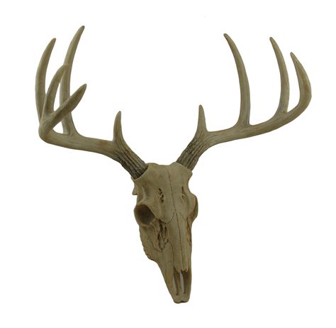 Deer Antler Wall Decor, Elk Skull, Mounted Antlers, Antler Wall Decor, Skull Wall Decor, Antler Wall, Stag Deer, Deer Skull, Deer Skulls