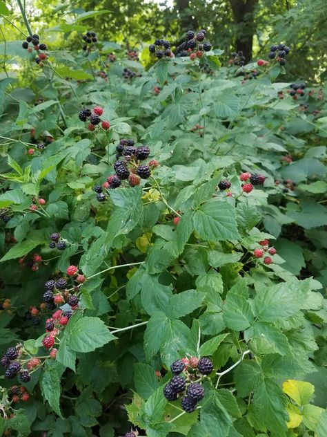 Raspberry Bush Push Wild Raspberry Bush, Bramble Bush, Rasberry Bushes, Blackberry Bush, Blackberry Plants, Raspberry Bush, Mulberry Bush, Bush Garden, Berry Bushes