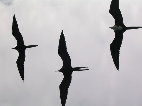 Frigate Bird, Seagull Tattoo, Bird Silhouettes, Hawk Tattoo, Amazing Birds, Tattoo Now, Mermaid Tattoo, Bee Tattoo, Bird Watcher