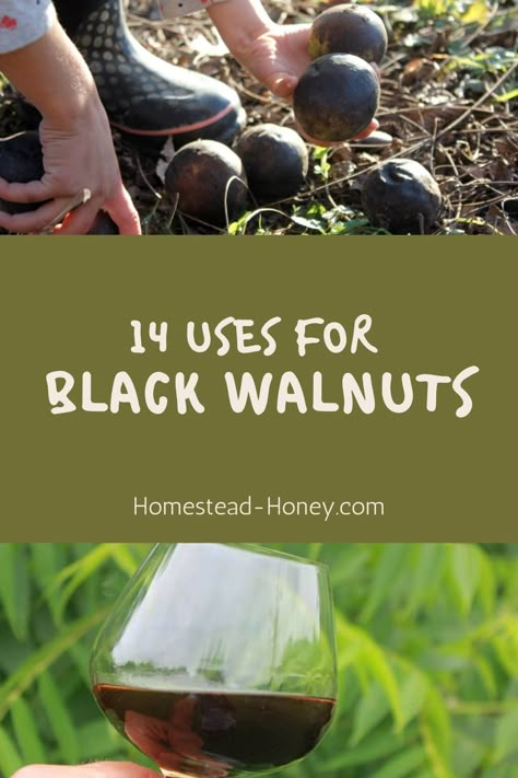 Learn 14 uses for black walnuts, including harvesting, benefits, and recipes! Black Walnut Benefits, Black Walnuts Recipes, Medicinal Wild Plants, Juglans Nigra, Walnut Uses, Black Walnut Tree, Wild Food Foraging, Foraging Recipes, Medicinal Herbs Garden