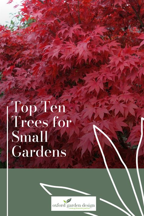 🌳Ideas for small trees for landscaping 🌳 10 top small trees for garden design 🌳expert top tips for small trees 🌳these trees are suitable for small gardens in southern areas of the UK (US Zone 9) Flowering Trees For Small Gardens, Small Garden Trees Uk, Small Front Garden Design Ideas, Small Trees For Landscaping, Small Front Garden Design, Small Garden Features, Small Garden Uk, Garden Ideas Simple, Small Garden Trees