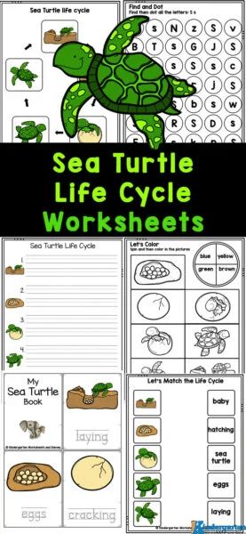 Sea Turtle Life Cycle Pages | Free Homeschool Deals © Fish Life Cycle, Turtle Printable, Plant Life Cycle Worksheet, Sea Turtle Life Cycle, Turtle Life Cycle, Turtle Activities, April Preschool, Cycle For Kids, Turtle Facts