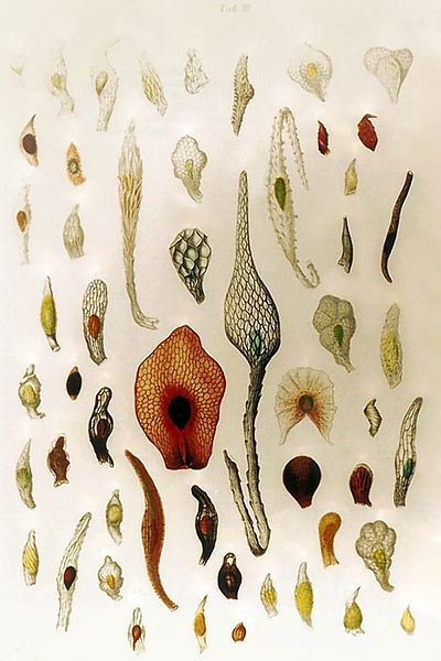 Tiny orchid seeds, magnified ... Seed Structure, Winter Highlights, White And Pink Flowers, Orchid Seeds, Orchid Species, Fantastic World, Perennial Herbs, Botanical Illustrations, Colour Pattern