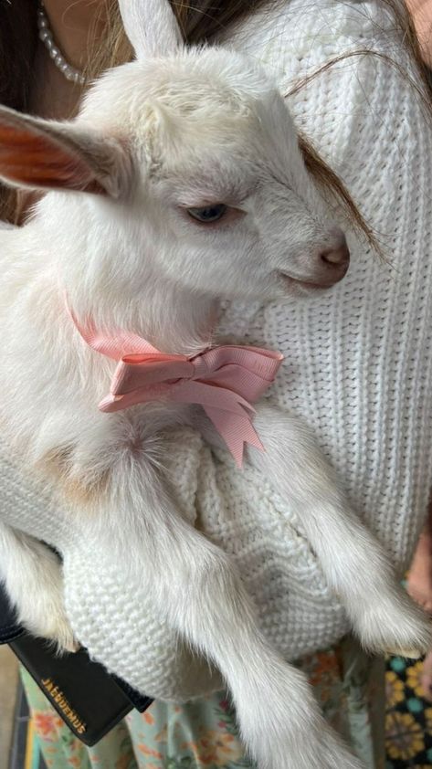 Baby Goat, Cute Goats, Perfectly Timed Photos, Baby Goats, Out Of Focus, Pretty Animals, Wildlife Photos, Silly Animals, Fluffy Animals