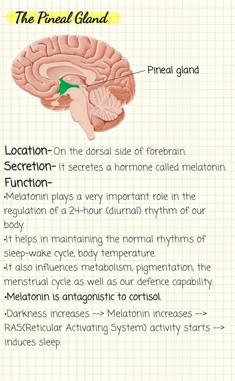 Pineal Gland Anatomy, Support And Movement Biology Notes, Human And Social Biology Notes, Human Biology Notes, Neuroscience Notes, Endocrine System Notes, Chemical Coordination And Integration, Learning Biology, Notes Biology