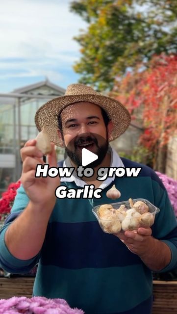 Joseph Clark on Instagram: "Today we are back and I am showing you how to plant and grow fresh garlic at home, and then use this garlic year after year to grow a lifetimes supply. 

Growing garlic has to be one of my favourite autumn garden activities, as it’s such a useful crop in the kitchen. Now is the best time to plant many garlic varieties, as they need a period of cold stratification, to help them form bulbs with individual cloves. If you wait until spring, what you will get is essentially one giant garlic bulb, similar to an onion. 

When it comes to planting garlic, there really isn’t much to do. While you can use garlic from the supermarket, I wouldn’t, as often these have been sprayed with anti sprouting hormones,  can carry viruses and are often not suited to our growing condit Growing Garlic From Cloves In Pots, Growing Garlic From Cloves, Garlic Varieties, Veggie Gardens, Planting Garlic, Garlic Seeds, Growing Garlic, Garden Activities, Garlic Bulb