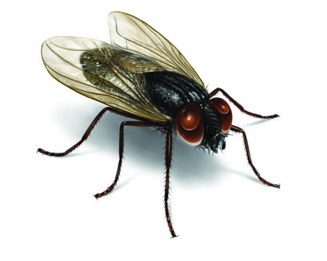 Flies Pictures, Images & Photos of A Fly House Fly, Get Rid Of Flies, Rid Of Bed Bugs, Fly Control, Best Pest Control, Types Of Insects, Foto Transfer, Photo Clipart, Dangerous Animals