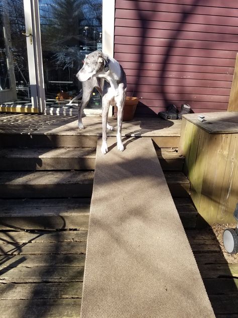 Our Experience with Great Danes and Wobbler Syndrome – The Speckled Door Hip Dysplasia, Great Danes, Take Care Of Me, Dog Health, Injury Prevention, Great Dane, Puppies, Health, Dogs