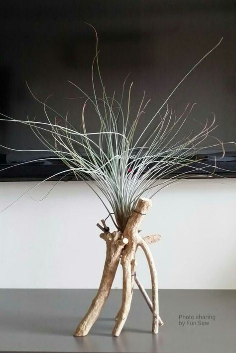 Plant Decorating with Driftwood - My Tasteful Space Decorating With Driftwood, Air Plants Diy, Plant Display Ideas, Air Plants Decor, Sogetsu Ikebana, Air Plants Care, Air Plant Display, Tillandsia Air Plant, Driftwood Decor