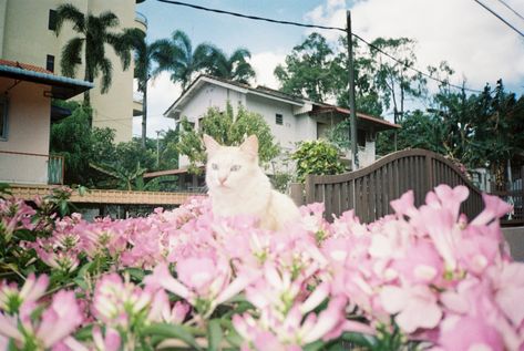 Cat Film Photography, Petting Cat, Pink Film, Cat With Flowers, Photography Cat, Spiritual Animal, Cat Flowers, Aesthetic Japan, Cat Aesthetic