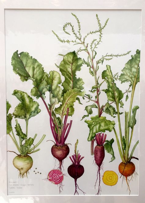 Beta vulgaris, painted by Bridget Gillespie Botanical Artists, Beta Vulgaris, Autumn Kitchen, Vegetables Photography, Garden Magazine, Garden Mural, Joanna Lumley, Technical Illustration, Food Illustration Art