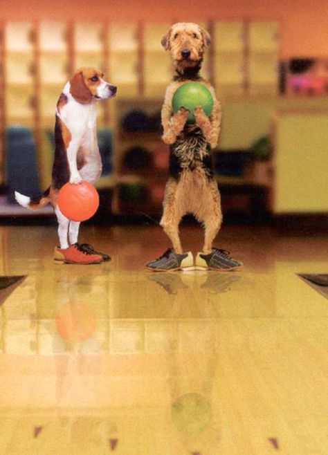 Bowling dogs Bowling Funny, Laughter Medicine, Funny Photos Ideas, Diy Christmas Gifts For Friends, Medicine Quotes, Bowling Tips, Bowling Outfit, Vintage Bowling, Bowling Party