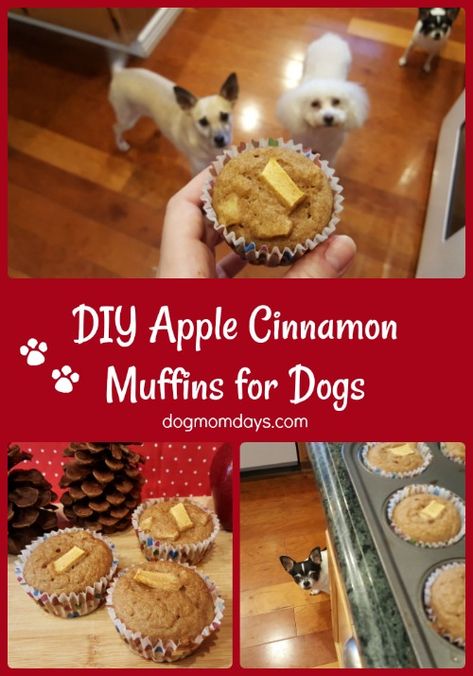 apple cinnamon muffins Muffins For Dogs, Homemade Dog Treats Easy, Fruit Dogs Can Eat, Apple Dog Treats, Muffin Recipes Cinnamon, Soft Dog Treats, Pet Treats Recipes, Easy Dog Treat Recipes, Diy Apple