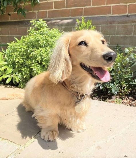 English Golden Dachshund, Cream Daschund Puppies, Cream Colored Dachshund, Blonde Dashhound, Blonde Dauchsands, Long Hair Cream Dachshund, Mini Golden Daschund, English Cream Long Haired Dachshund, Golden Wiener Dog