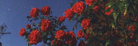 #visionboards #2024 #onelinequotes #aesthetics Red Roses, Roses, Red, Blue