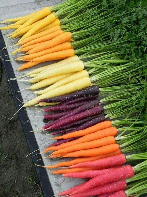 Atkins Diet Plan, Colorful Carrots, Red Carrot, Watermelon Radish, Farm Lifestyle, Growing Gardens, Sustainable Farming, Root Vegetables, Best Fruits