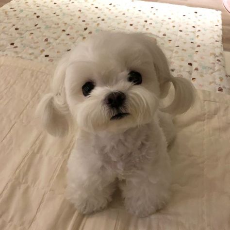 Cute White Dogs, Cute Animals Puppies, Very Cute Dogs, Really Cute Dogs, Puppies And Kitties, Cute Little Puppies, Silly Dogs, White Dog