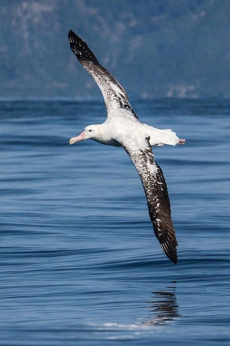 Wandering Albatross, College Room Decor, Southern Ocean, Call Of The Wild, Small Fish, Remote Island, Dragon Wings, Crustaceans, Disney Aesthetic